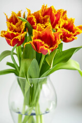 a bouquet of bright red tulips with a yellow border in a glass vase close-up
