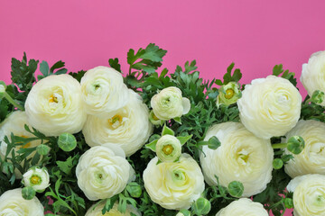 White Ranunculus Flowers. White buttercups on bright fuchsia background.Ranunculus bouquet.Buttercups flowers 