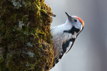 Syrian woodpecker, Dendrocopos syriacus Portrait, Woodpecker on the tree