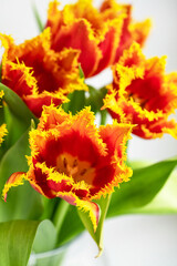 a bouquet of bright red tulips with a yellow border on the petals close-up