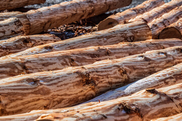 A row of logs lies on the ground