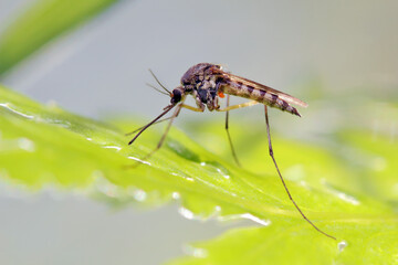 Mosquito resting on the grass. Male and female mosquitoes feed on nectar and plant juices, but many species of mosquitoes can suck the blood of animals.