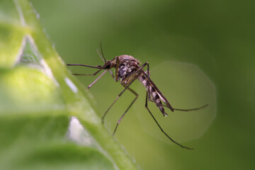 Mosquito resting on the grass. Male and female mosquitoes feed on nectar and plant juices, but many species of mosquitoes can suck the blood of animals. - obrazy, fototapety, plakaty
