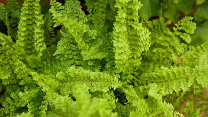 Hojas de helecho de jardín