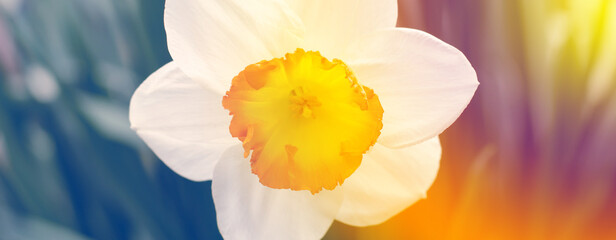 Fototapeta premium Narcissus flower close up in gradient rainbow colors