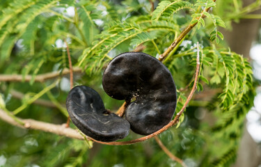 Fruto del timbó, árbol nativo, llamado oreja negra u oreja de negro