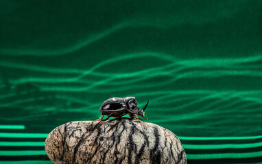 European rhinoceros beetle (Oryctes nasicornis) on a green background.
