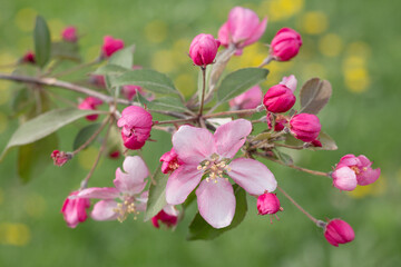 Blooming apple tree branch. Delicate pink flower framed by hot pink buds. A blurred green meadow with yellow spots of dandelions as background. Selective focus