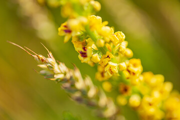 yellow flower on the field