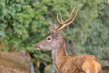 A deer in the Natural Park of the Sierra de Cazorla, Segura and Las Villas. In Jaén, Andalusia. Spain