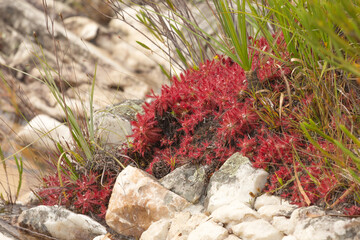Drosera graomogolensis growing amongst rocks in a dry river bed close to Botumirim in Minas Gerais,...
