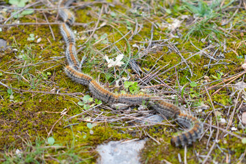 Pine processionary (Thaumetopoea pityocampa) caterpillars, selective focus