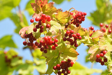 Guelder rose (Viburnum opulus) berries ripen on the branch of the bush