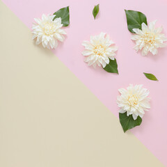 Creative background made of white spring flowers on pink and beige background with copy space.