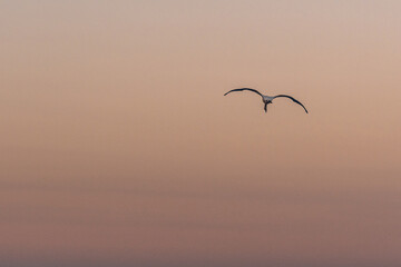 Flying flamingo in the sunset sky