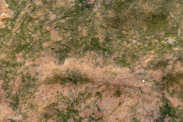 muschio e alghe nel parco della maremma ad alberese