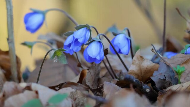 Leberbluemchen (Hepatica nobilis) bei leichtem Wind auf Waldboden