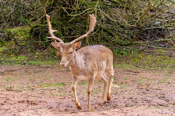 Dama dama Deers and bucks Tranco reservoir Sierra de Cazorla Segura y Las Villas Natural Park Jaen province Andalusia Spain Europe