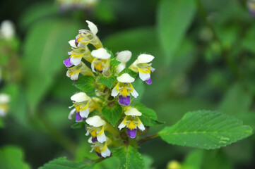 Summer among the herbs blossoms of nettle Galeopsis speciosa