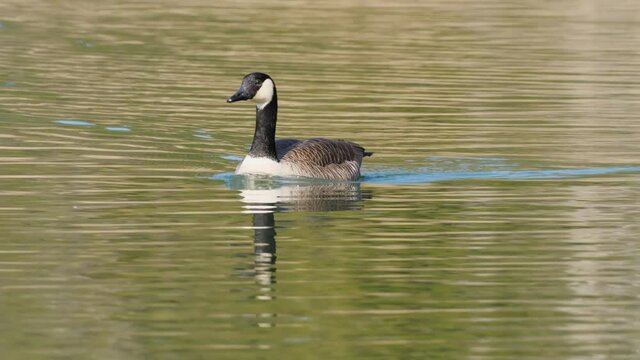 Kanadagans (Branta canadensis) schwimmt auf einem Fluss
