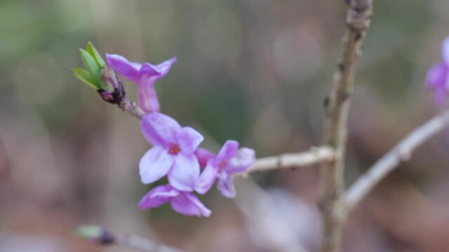 Echter Seidelbast (Daphne mezereum), Zweig mit Bl&uuml;ten von der Sch&auml;rfe in die Unsch&auml;rfe