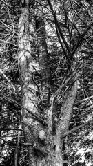 Blanco y negro: ramas muy entrecruzadas y sin hojas