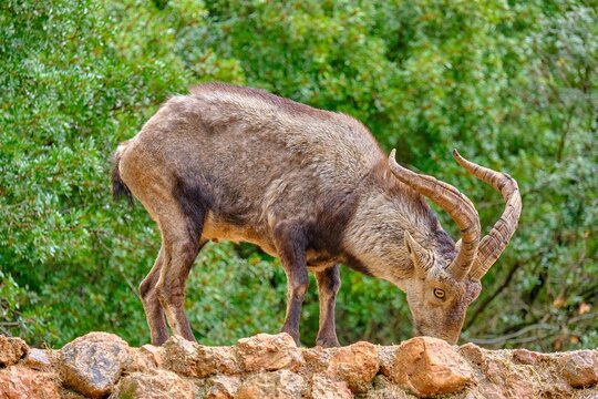 Capra pyrenaica on the nature parck of the Sierra de Cazorla, Segura and Las Villas. In Ja&eacute;n, Andalusia. Spain