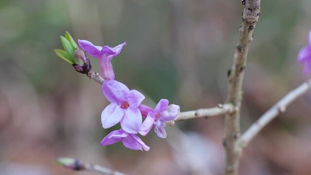 Echter Seidelbast (Daphne mezereum), Zweig mit Bl&uuml;ten