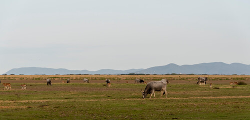 vacca maremmana ad alberese