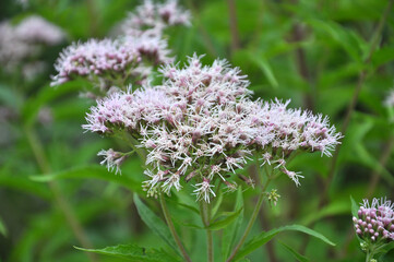 It blooms in nature hemp agrimony (Eupatorium cannabinum)