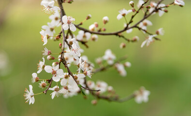 fioritura in campagna