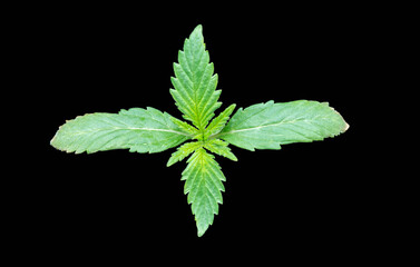 Fototapeta na wymiar Cannabis leaf with solid background