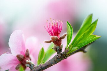 Fruit blossoms in spring