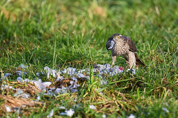 During the afternoon walk I encountered such a sight: dinner of a bird of prey, after a successful hunt