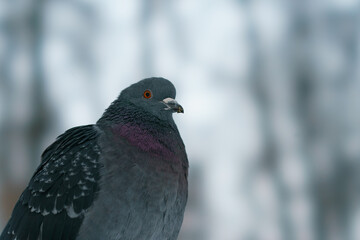 Photography of a beautiful urban gray dove near a feeder. Concept of  the caring about the wild animals. Natural background of trees silhouettes and sky. Animal theme.