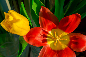 Macro image of a tulip flower. Gift for a woman for the holiday