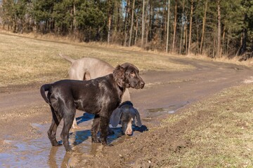 Brown flat coated retriever puppy and Weimaraner playing in the mud on a dirt road. Dirty dog.