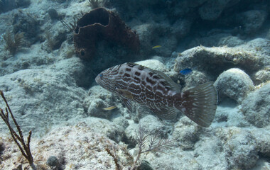 Black Grouper