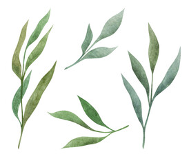 Hand drawn watercolor spring leaf. Isolated on a white background object. Set watercolor elements - herbs, leaf.