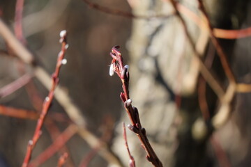 weidenk&auml;tzchenzweig