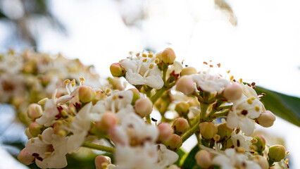 viburnum tinus