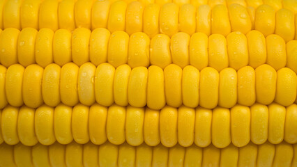 Raw corn kernels in rows. Close up Corn ears with water droplets adhere to the seeds. Pattern or texture that is a row of seeds in the pod.