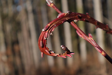 gekringelter Weidenk&auml;tzchenast