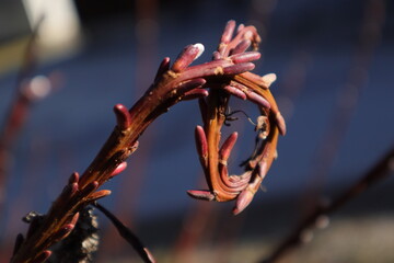 gekringelter Weidenkätzchenast