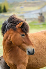 Portrait of brown Icelandic ponies