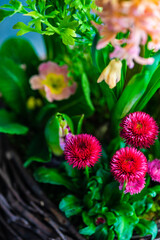 Nest interior spring composition