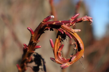 gekringelter Weidenk&auml;tzchenast