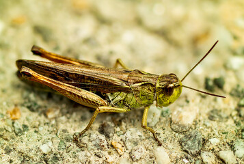 Grasshopper