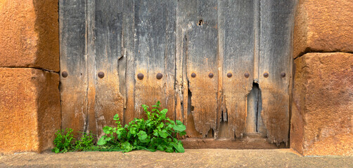 antigua puerta de madera con una planta en su frente o foto panorámica de una puerta con mucha textura y de color naranja