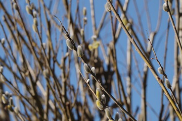 Busch mit Palmk&auml;tzchen